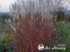 Miskantas kininis ,Dronning Ingrid' (lot.  Miscanthus sinensis)